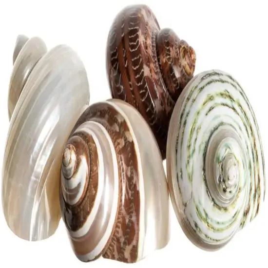 Hermit Crab Shells 2-2.5" Turbo Shells 4 Assorted Shells {1}