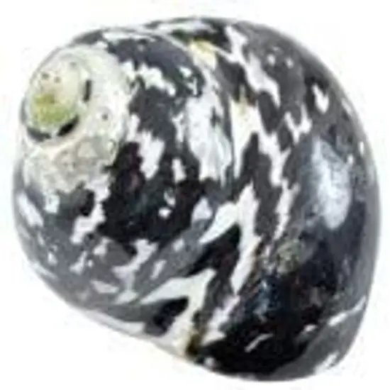 Hermit Crab Shells 2"-2.5" Turbo Shell 1 Magpie Shell {2}