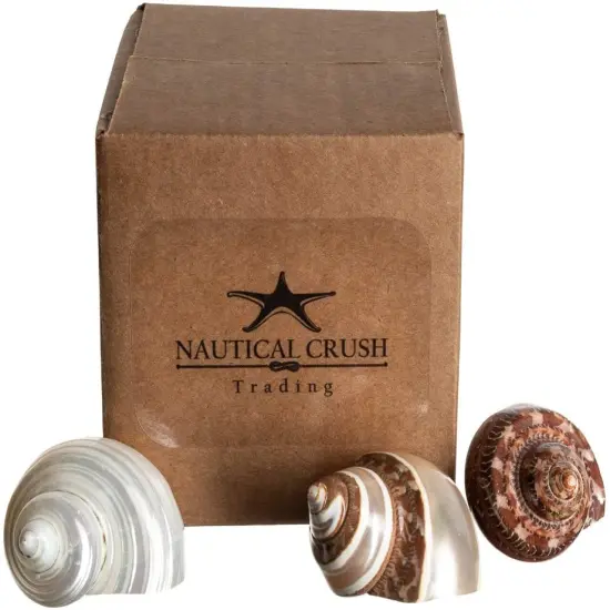 Hermit Crab ShellsTurbo Shells 1 Brown, 1 Banded, & 1 White Pearlized Shell {5}