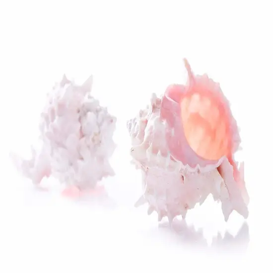 Hermit Crab Shells 3" -4" Turbo Shell 2 Pink Murex Shells {3}