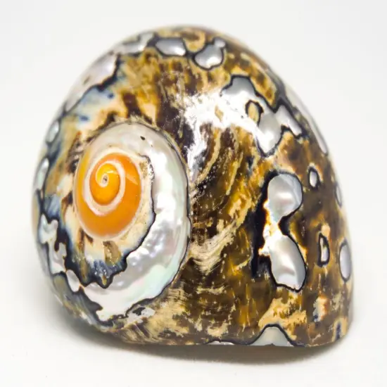 Hermit Crab Shell 2.5"-3" Turbo Shell 1 African Sarmaticus Shell {4}