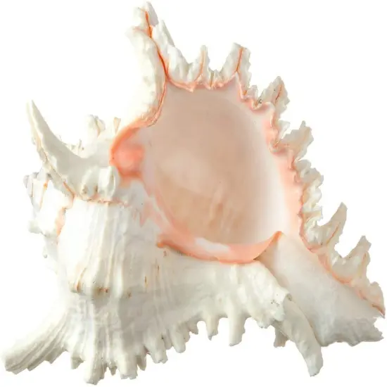 Murex Ramosus Shell 6-7 inches Real Murex Sea Shell Large Large Shell Decor Seashell Display for Table {1}
