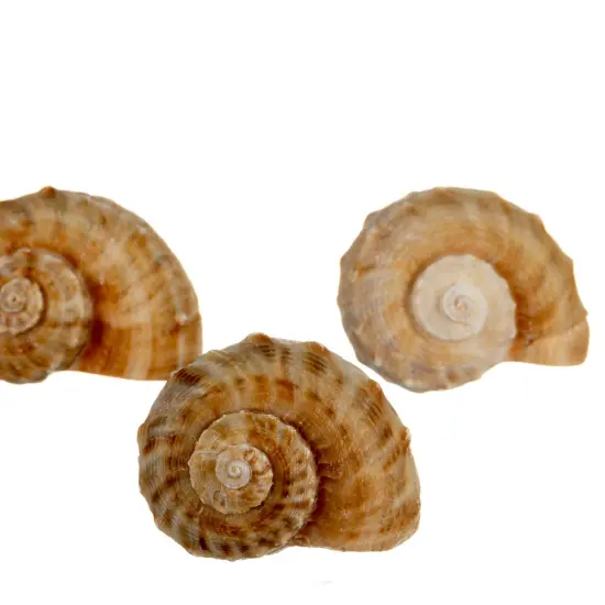 Hermit Crab Shells 2"- 3" Turbo Shells 3 Rapana Shells {3}
