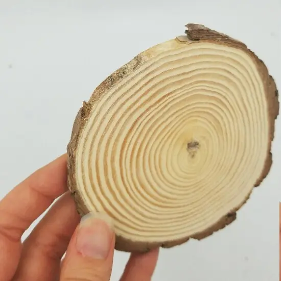 50 Bulk Wood Slices, "B" Grade {4}