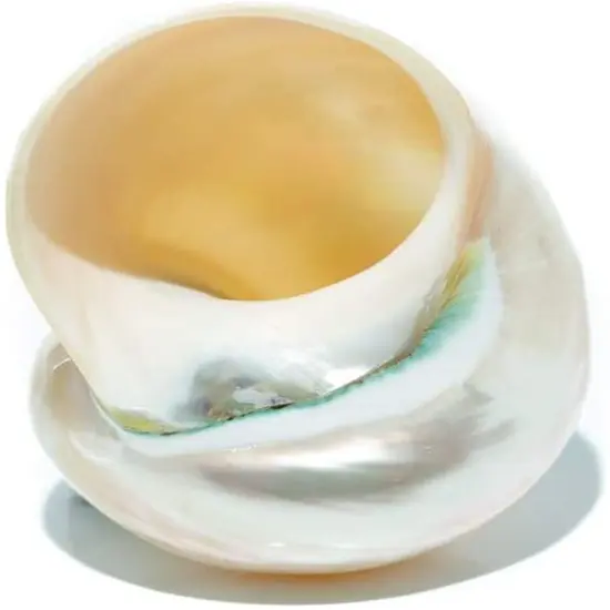 Hermit Crab Shells3"-3.5" Turbo Shell 1 White Pearl Jade Green Shell {4}