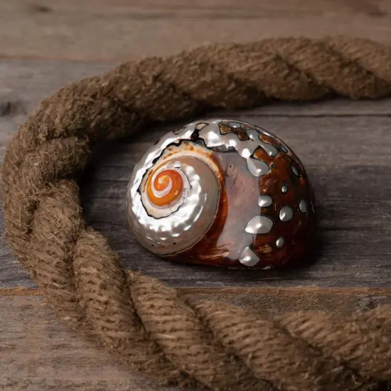 Hermit Crab Shell 3"-3 1/2" Turbo Shell 1 African Sarmaticus Shell {5}