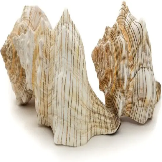 Striped Fox Seashell 3 Striped Fox Conch Seashells 4-5" 3 piece Set for Display {1}