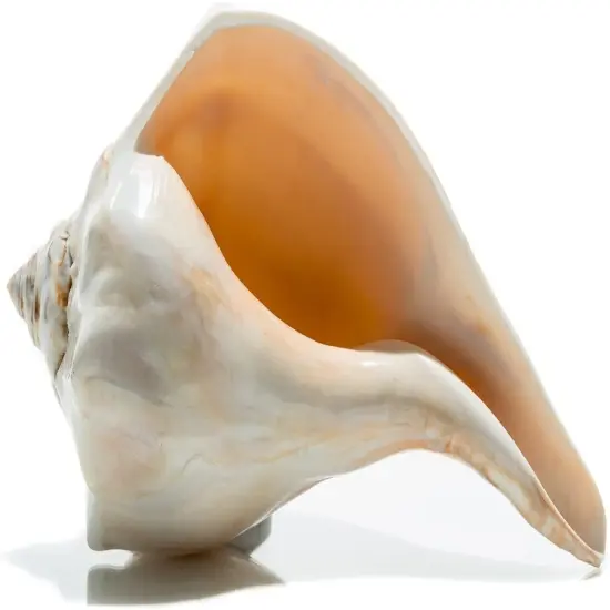 Atlantic Whelk Seashell Polished Atlantic Whelk 7"-8" Large Shell for Display {1}