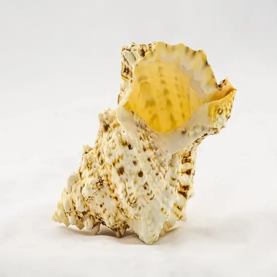 Frog Shell Seashell 1 Frog Shell Seashells 4"-5" 1 piece Set for Display {1}