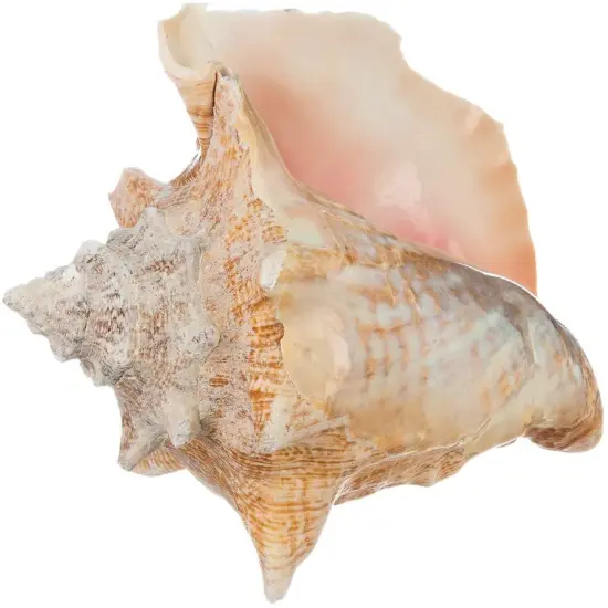 Conch Seashell 6"-8"Imperfect Conch 1 Garden Quality Conch Shell {1}