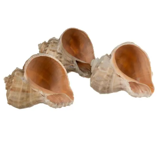 Hermit Crab Shells 2"- 3" Turbo Shells 3 Rapana Shells {2}