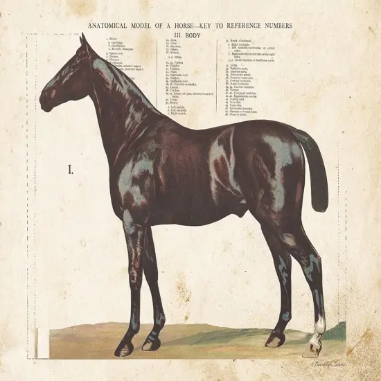 Anatomical Model Horse Poster Print by Gwendolyn Babbitt - Item # VARPDXBAB478 {1}