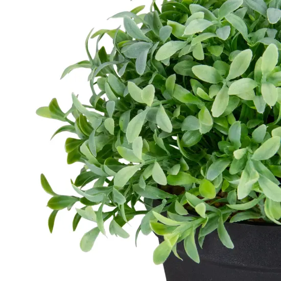 Northlight 7.5" Potted Green Artificial Boxwood Plant {5}