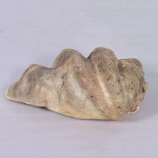 Clam Sea Shell Life Size Statue {3}