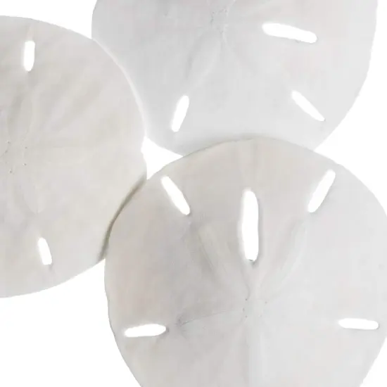 White Finger Starfish and Sand Dollar Collection (3) 4"-6" White Finger Starfish and (3) 3" - 3 1/2" White Sand Dollars Wedding Seashell Craft 1 Pack {6}