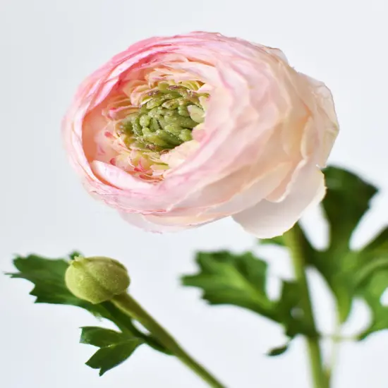 13" Faux Blush Ranunculus Stem {1}