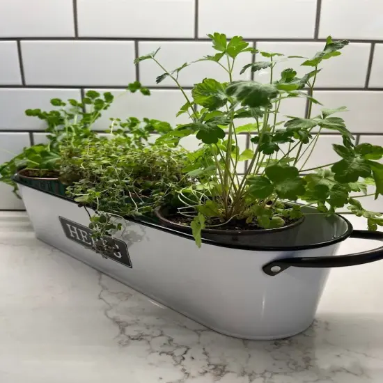 Windowsill Planter - HERBS {3}