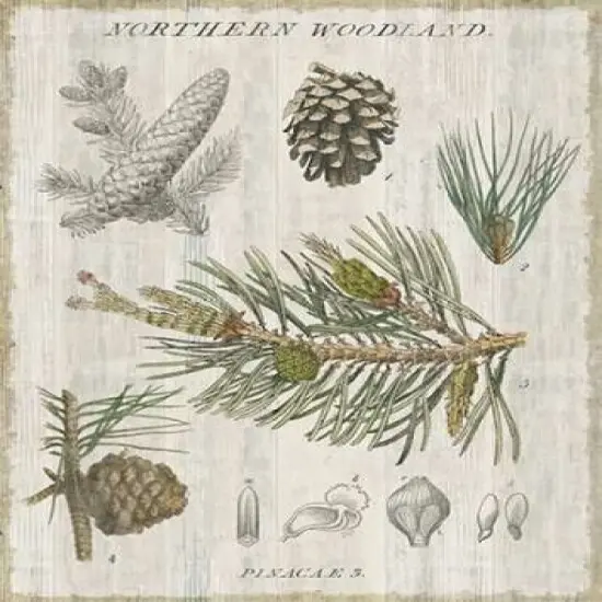 Woodland Chart III Poster Print by Sue Schlabach - Item # VARPDX22248 {2}