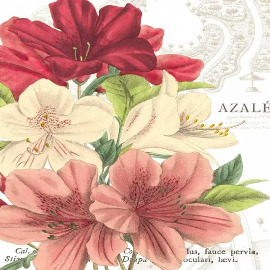 Azalee Jardin II Poster Print by Wild Apple Portfolio - Item # VARPDX1213 {1}