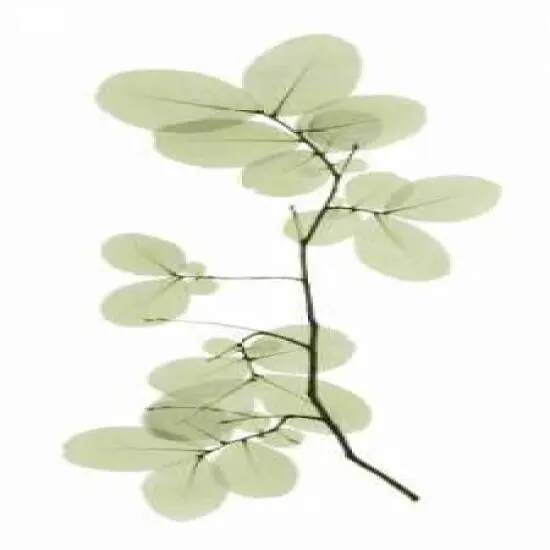 Myrtle Tree Poster Print byACEE - Item # VARPDXACP202 {1}