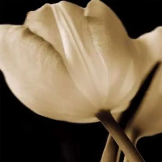 Radiance I Poster Print by Cinzia Ryan - Item # VARPDX5378 {1}