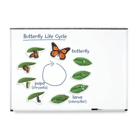 Giant Magnetic Butterfly Life Cycle, Set of 9 {2}