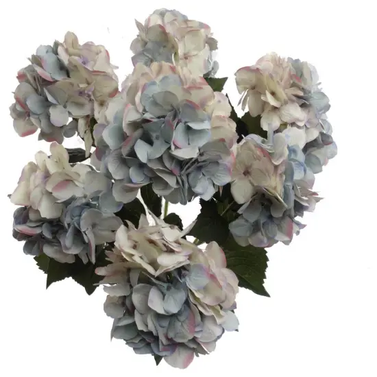2-Pack: 20" Dirty Blue Hydrangea Bush {1}