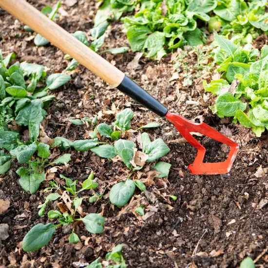 Lehman's Precision Garden Hoe, Amish Made Dutch, Push-Pull and Traditional Hoe, Steel with 60 in Wood Handle {6}