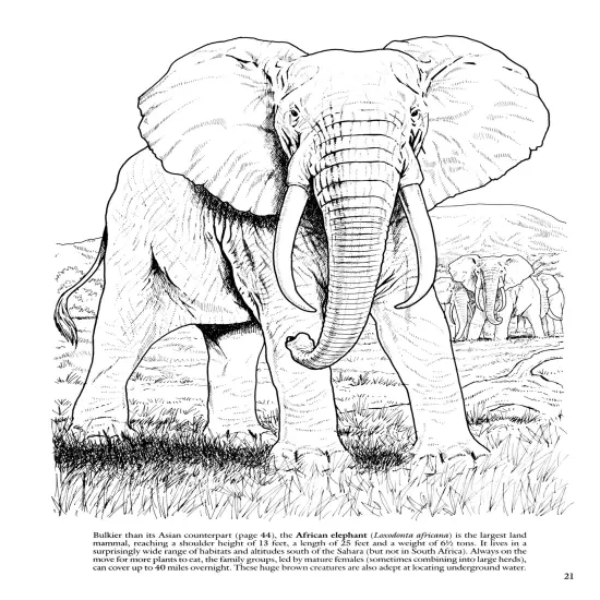Wild Animals Coloring Book-Softcover {5}