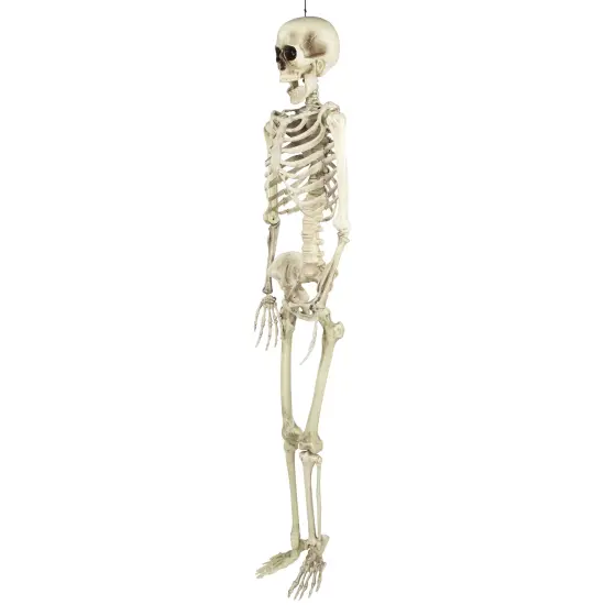 Northlight Life Size Skeleton Halloween Hanging Decoration - 5' Ivory {7}