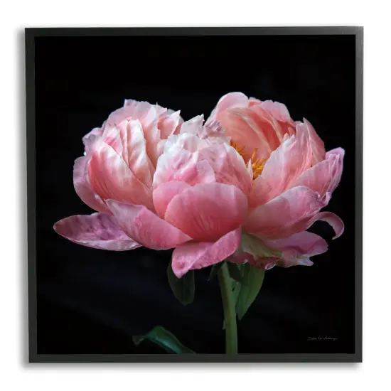 Stupell Industries Blooming Rose on Black Framed Giclee Art {7}