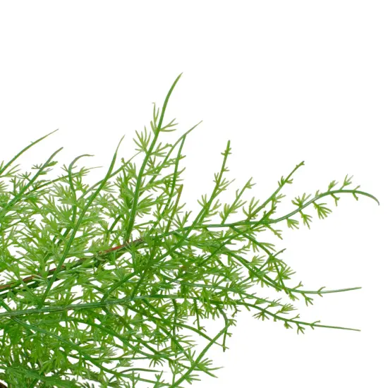 Northlight Real Touch™️ Artificial Cedar Christmas Wreath - 24" - Unlit Green {4}