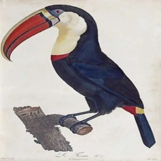 Toucan Poster Print byFrancois Levaillant - Item # VARPDX268246 {1}