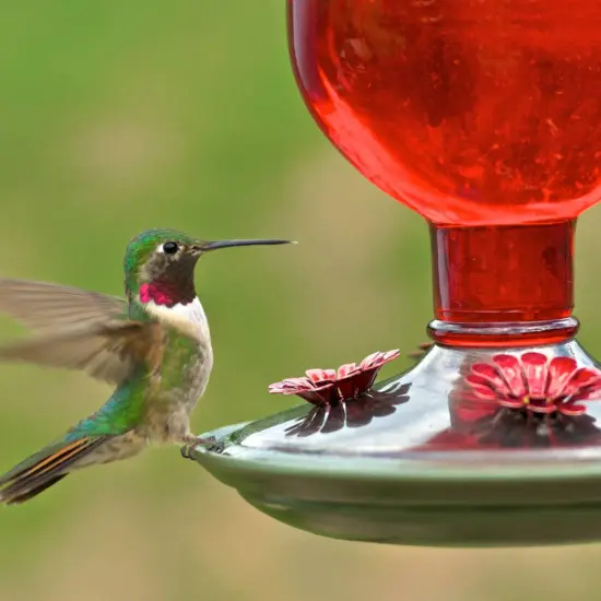 Hummingbird Red Vintage-Style Bottle Feeder - 16 oz {4}