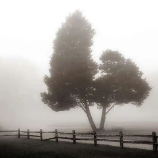 Cedar Tree and Fence Poster Print by Nicholas Bell - Item # VARPDXB2934D {2}