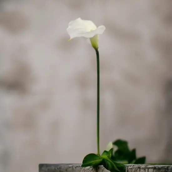 48-Pack: Real Touch Cream Calla Lily Stem by Floral Home&reg; {4}