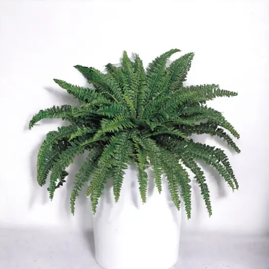 2-Pack: Boston Fern Plant with 88 Silk Fronds, 48" Wide, Floral Home by Artificial Flowers {2}