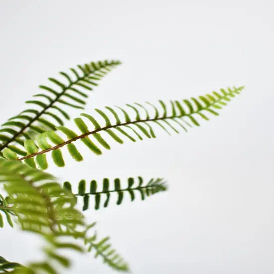 17" Faux Green Boston Fern Bush {3}