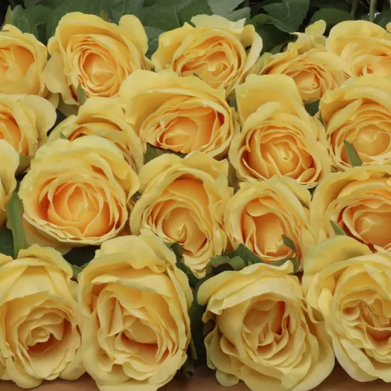 Rose Bud Stem - 48-Pack, Realistic Silk Foliage, Lifelike Blooms, Perfect for Floral Arrangements, Events & Home D&eacute;cor - Ideal for All Seasons, Floral Home by Artificial Flowers Yellow {5}