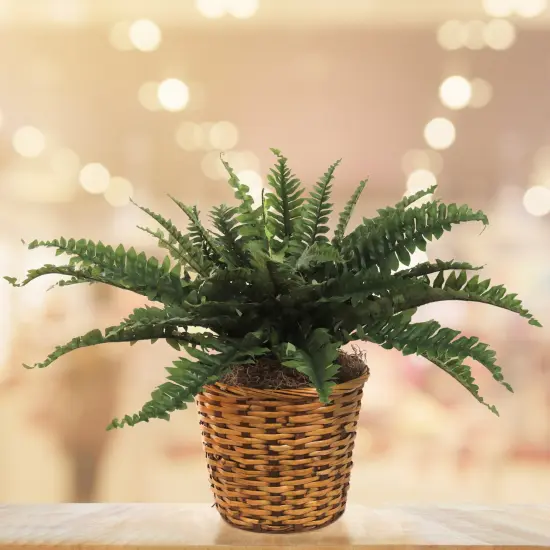 34" Boston Fern Plants - 2-Pack, 35 Lifelike Silk Fronds, Perfect for Home, Office & Patio D&eacute;cor - Year-Round Greenery Accent, Floral Home by Artificial Flowers {4}