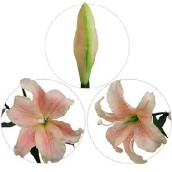 12-Pack Pink & White Tiger Lily Stems with 2 Silk Flowers - Lifelike Floral Accents for Home D&eacute;cor & Arrangements - Elegant Touch, Floral Home by Artificial Flowers {3}