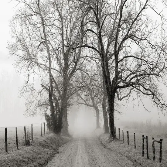 Sparks Lane, Late Autumn Poster Print by Nicholas Bell - Item # VARPDXB3606D {1}