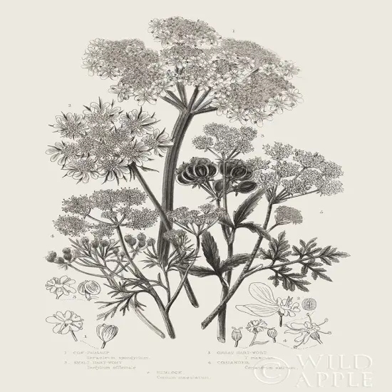 Flowering Plants VI Neutral Poster Print by Wild Apple Portfolio Wild Apple Portfolio # 54694 {1}