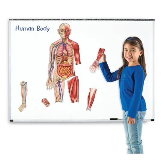 Double-Sided Magnetic Human Body Set, 17 Pieces {5}