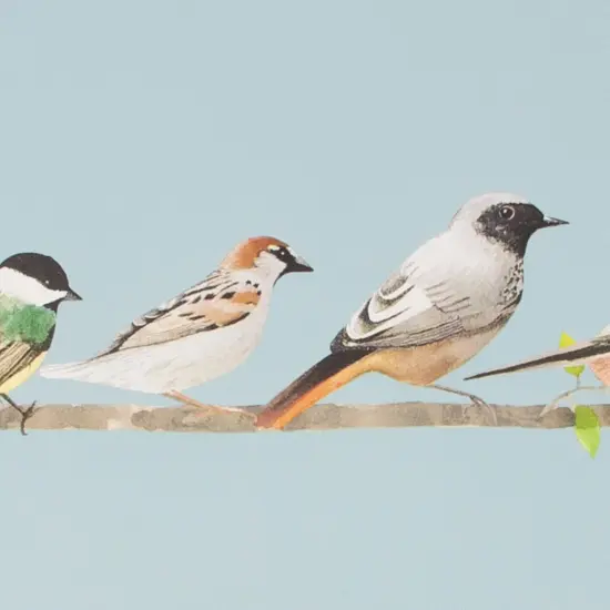 Transform Tweeting Blue Peel and Stick Wallpaper {4}