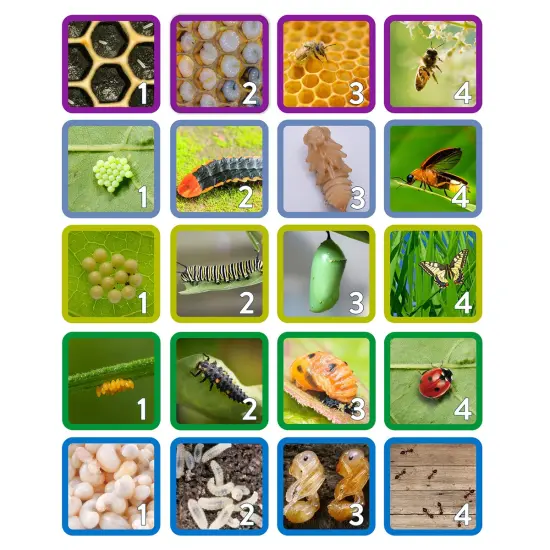 Kaplan Early Learning Company Insect Life Cycle Game - Investigate Bees, Ants, Butterfly and Firefly {4}