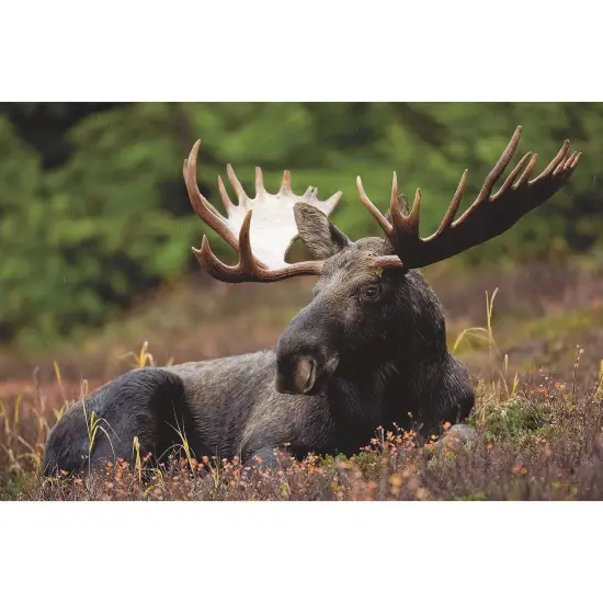 Thera-Jigsaw™ Foam Puzzles Set: Beach Sunset, Cat, Moose, and Yellow Flowers (Set of 4) {4}