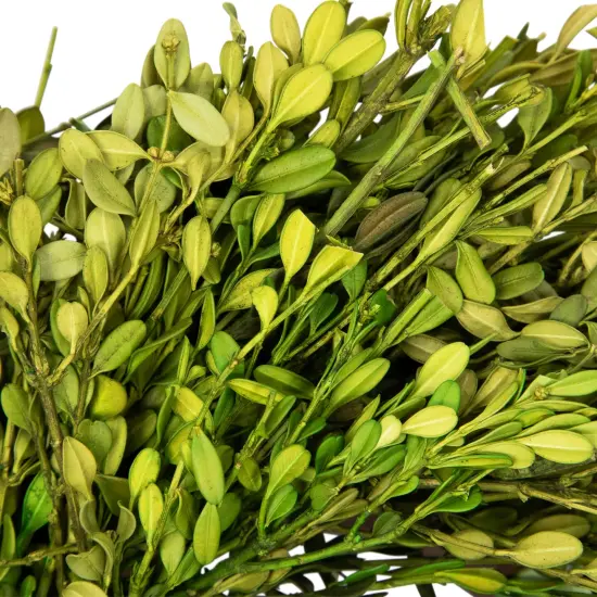 Northlight Green Foliage Artificial Spring Wreath - 10" - Unlit {6}