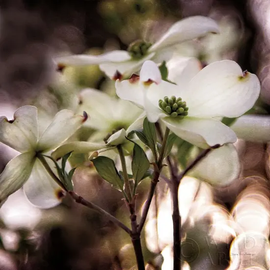 White Dogwood II Poster Print by Debra Van Swearingen # 63811 {1}