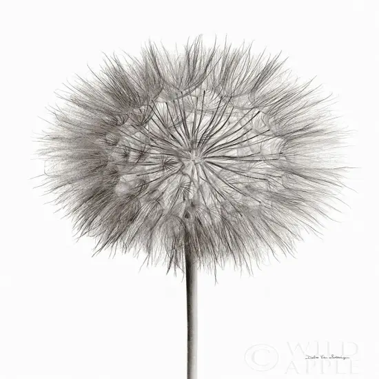 Dandelion Fluff on White Poster Print by Debra Van Swearingen - Item # VARPDX55158 {1}